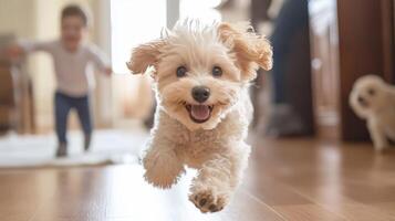 Joyful Puppy Running photo