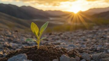 New Life Seedling Sprouts at Sunrise, Symbolizing Hope and Growth in a Mountainous Landscape, Embracing Nature's Fresh Start and Promising Future. photo