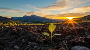 New Life at Dawn A Sprout Emerges in the Field at Sunrise - Symbol of Hope, Growth, and the Beauty of Nature's Renewal on the Horizon photo