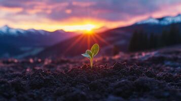 A Sprout of Hope New Life Emerging from the Earth at Sunrise, Symbolizing Growth, Renewal, and the Promise of a Bright Future in the Natural World photo