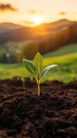 A Tender Sprout Reaches for the Golden Hour photo