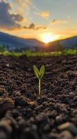 A Tender Sprout Reaching for the Sky at Sunset, Symbolizing New Beginnings, Growth, and the Promise of Life Amidst the Earth's Embrace photo