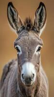 Portrait of a Donkey from a Close Perspective photo