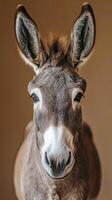 Intimate Portrait of a Donkey photo