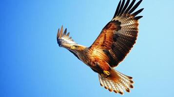 Majestic Eagle Soaring in the Azure Sky photo