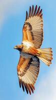 Majestic Raptor in Flight Against a Clear Sky photo