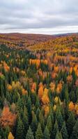 Autumnal Forest Canopy A Stunning Aerial View photo