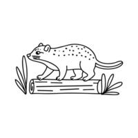 Illustration of a quoll creeping along forest floor beside a fallen log vector