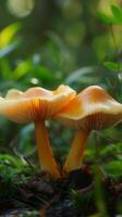 Golden Forest Fungi A Close-up of Nature's Beauty photo