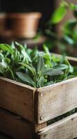 Fresh Sage in a Wooden Crate - A Close-up View of Natural Herbs photo