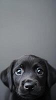 Close-up of a Black Labrador Puppy photo