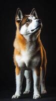Stunning Akita Dog Portrait in Studio Lighting photo