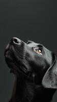 Majestic Black Labrador Portrait - A Stunning Close-up photo