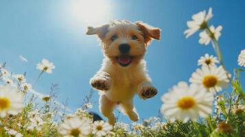 Cute Puppy Leaping Through a Blooming Flower Field photo