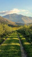 Serene Orchard Path Under Mountainous Sky photo