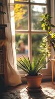 Aloe Vera Plant in a Terracotta Pot by the Window photo