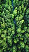 Majestic Forest Canopy with Winding Stream photo