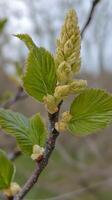 Delicate Spring Buds and New Leaves on a Branch photo
