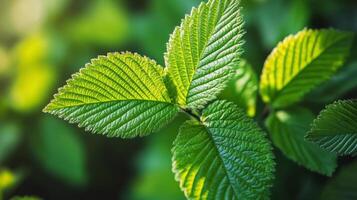 Close-up of Lush Green Leaves in Sunlight photo