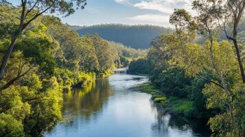 Tranquil River Flowing Through a Lush Forest Setting photo