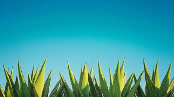 Stunning Aloe Vera Plants Against a Vibrant Blue Sky photo