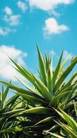 Stunning Close-up of Lush Agave Plant Under Sunny Sky photo