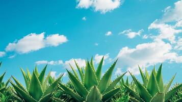 Stunning Aloe Plants Under a Vibrant Sky photo