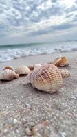 Serene Beachscape Seashells on Sandy Shore with Gentle Waves - A Coastal Retreat for Relaxation and Tranquility, Perfect for Summer Vacation and Seaside Escape photo