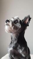 Elegant Schnauzer Portrait A Captivating Close-Up of a Loyal Companion with Striking Fur and Attentive Eyes, Exuding Charm and Pedigree in a Studio Setting photo