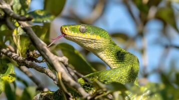 Emerald Vipers Gaze A Striking Portrait of Wildlife in Vivid Green, Capturing Nature's Beauty with Intricate Scale Detail and a Glimpse into the Wild Predator's World photo