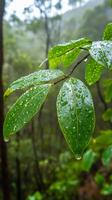 Lush Green Leaves Adorned with Sparkling Raindrops photo