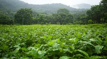 Serene Green Field Landscape in the Rain photo
