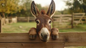 Charming Donkey Portrait A Rustic Farm Scene with a Curious Animal Peeking Over a Wooden Fence in the Countryside, Capturing the Essence of Rural Life photo