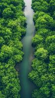 Verdant River An Aerial View of Nature's Serenity - A Green Landscape of Tranquil Waters, Dense Foliage, and Lush Vegetation for a Fresh and Natural Environment photo