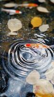 Serene Koi Pond A Symphony of Ripples and Reflections photo