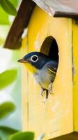 Tiny Bird in a Yellow Birdhouse photo