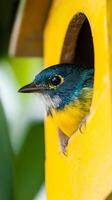 Vibrant Blue and Yellow Bird in a Birdhouse photo