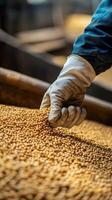 Golden Harvest A Handful of Soybeans, Symbolizing the Bounty of Agriculture, the Essence of Farming, and the Promise of a Sustainable Food Source. photo