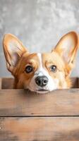 Corgi Peeking from Wooden Crate - Adorable Puppy Portrait photo