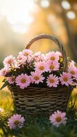 Delicate Pink Daisies in a Wicker Basket photo
