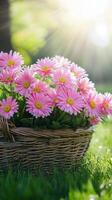 Radiant Pink Daisies in a Wicker Basket, Springtime Beauty photo