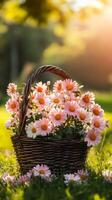 Delicate Pink Daisies in a Rustic Basket - A Summer's Day photo