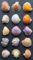 Brightly colored seashells arranged on a dark slate surface photo