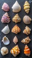 A vibrant assortment of seashells on dark slate photo