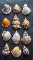 A Collection of Exquisite Seashells on Dark Slate photo