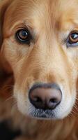 Golden Retriever's Close-Up Portrait A Loyal Companion photo