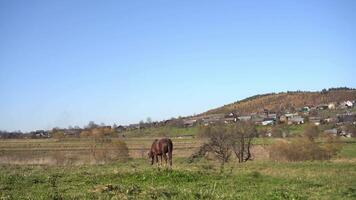 A horse grazing in a field with a hill in the background video