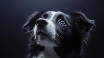 Close-up of a Border Collie, a Stunning Portrait photo