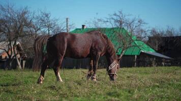 A horse grazing in a field with a barn in the background video