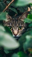 Hidden Cat in Lush Green Foliage A Nature's Secret photo